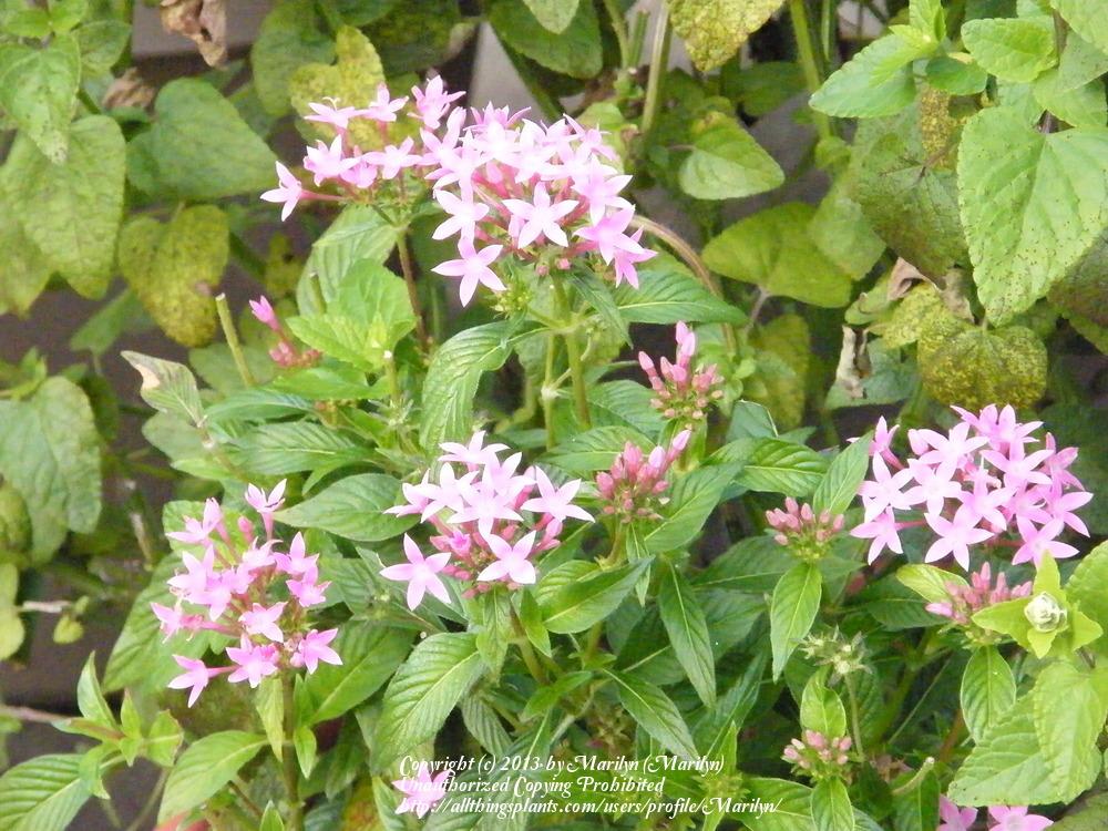 Photo of Star Flower (Pentas lanceolata) uploaded by Marilyn