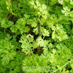 Location: My garden in Kentucky
Date: 2011-10-06
With a Black Swallowtail caterpillar