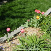 Location: My garden in KentuckyDate: 2012-03-27