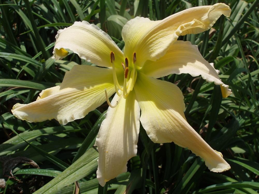 Photo of Daylily (Hemerocallis 'Mr Obvious') uploaded by snickerspooh