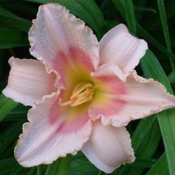 
 Courtesy of Banner Daylily Gardens Used with permission