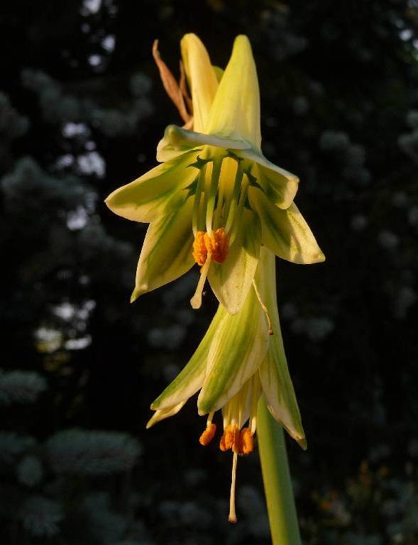 Photo of Clinanthus variegatus uploaded by xeronema