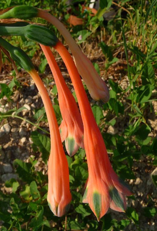 Photo of Clinanthus variegatus uploaded by xeronema