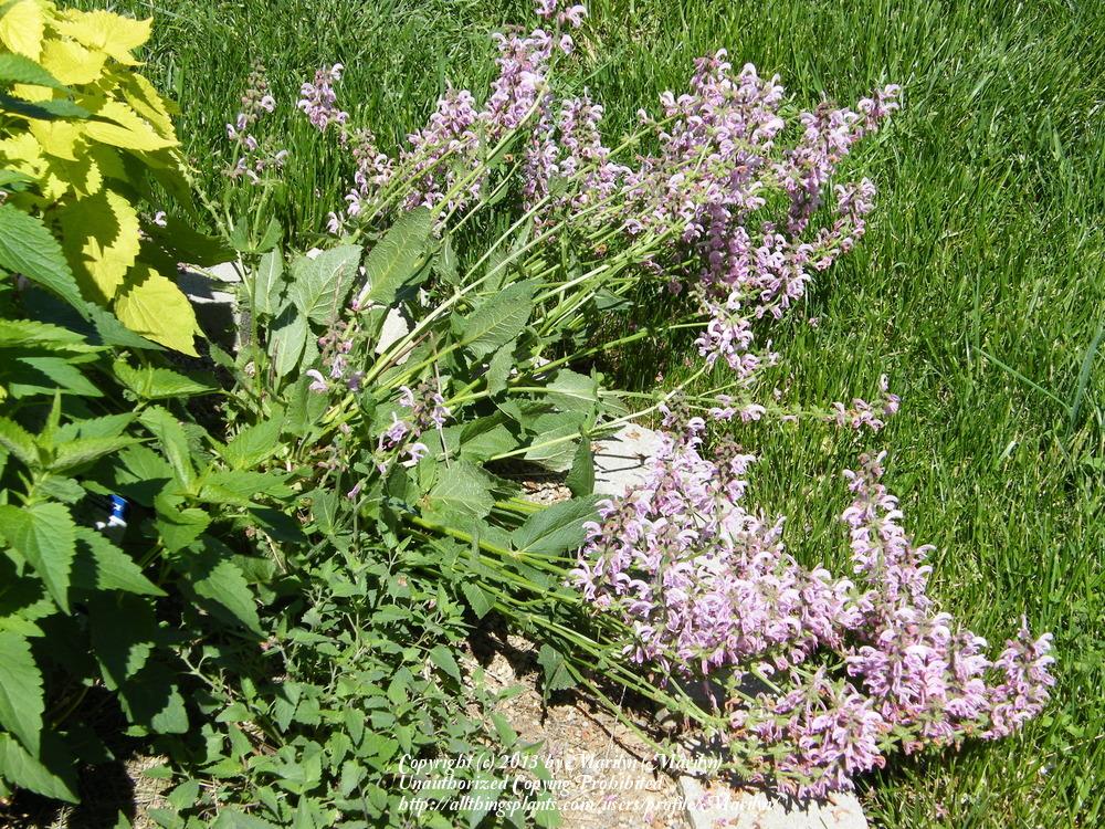 Photo of Sage (Salvia 'Eveline') uploaded by Marilyn
