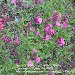 Location: My garden in Kentucky
Date: 2008-06-04