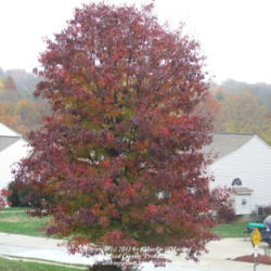 Location: My subdivison, a couple houses from me in Northern KY
Date: 2007-11-13