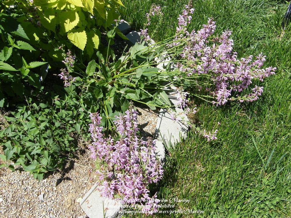 Photo of Sage (Salvia 'Eveline') uploaded by Marilyn