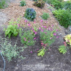 Location: My garden in Kentucky
Date: 2008-06-02