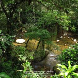 Location: Rainforest, Paraty, Brazil
Date: 2010-01-28