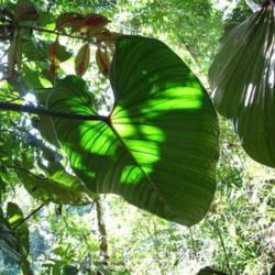 Location: Rainforest, Paraty, Brazil
Date: 2010-02-01