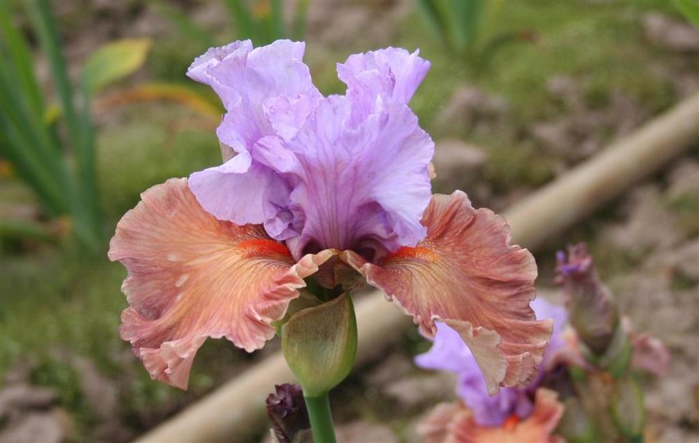 Photo of Tall Bearded Iris (Iris 'Adoree') uploaded by KentPfeiffer