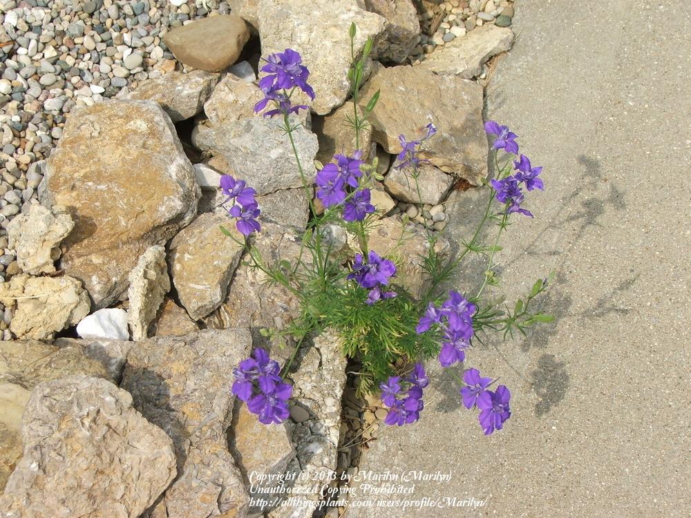 Photo of Larkspur (Consolida ajacis) uploaded by Marilyn