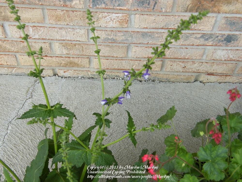 Photo of Salvia 'Madeline' uploaded by Marilyn