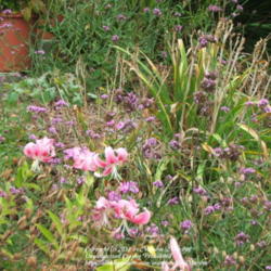 Location: My garden in Kentucky
Date: 2006-08-20
Wonderful fragrance!