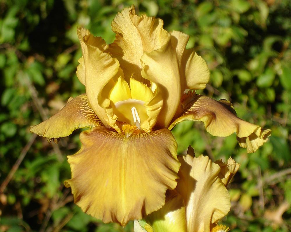 Photo of Tall Bearded Iris (Iris 'Autumn Nectar') uploaded by Misawa77