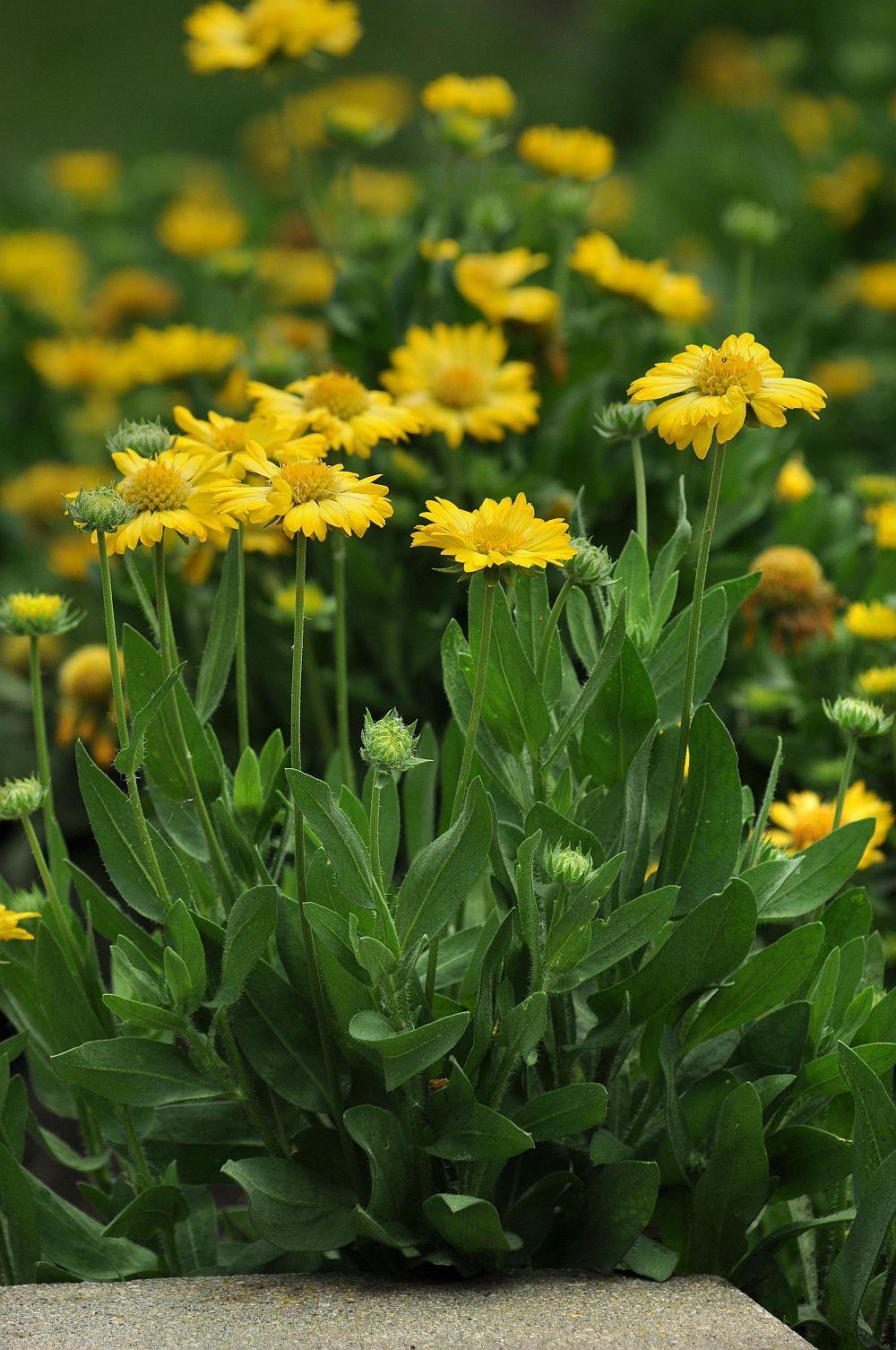 Photo of Blanket Flower (Gaillardia Mesa™ Yellow) uploaded by SongofJoy