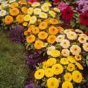 Plant Marigolds as  an Ant Deterrent