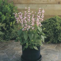 
Credit: All-America Selections / 2012 AAS Bedding Plant Award Win