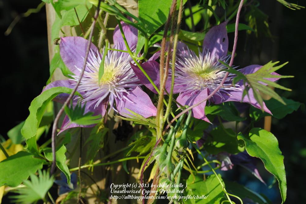 Photo of Clematis Crystal Fountain™ uploaded by chelle