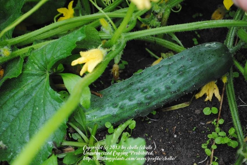 Photo of Cucumber (Cucumis sativus 'Straight Eight') uploaded by chelle