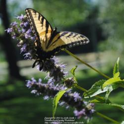 Location: My Northeastern Indiana Gardens - Zone 5b
Date: 2012-08-05
#Pollination