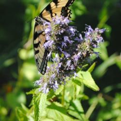 Location: My Northeastern Indiana Gardens - Zone 5b
Date: 2012-08-05
Swallowtails love the nectar from this plant!