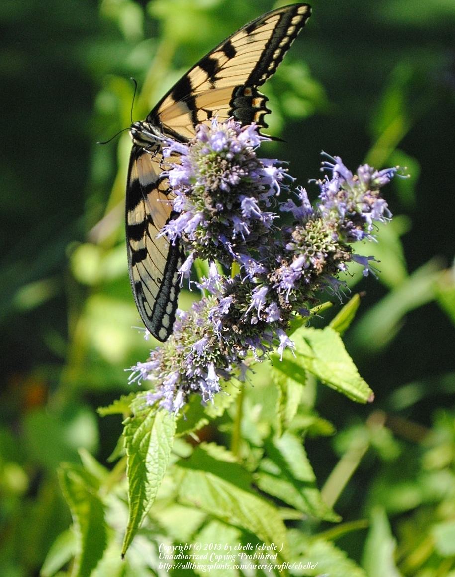 Photo of Anise Hyssop (Agastache 'Black Adder') uploaded by chelle