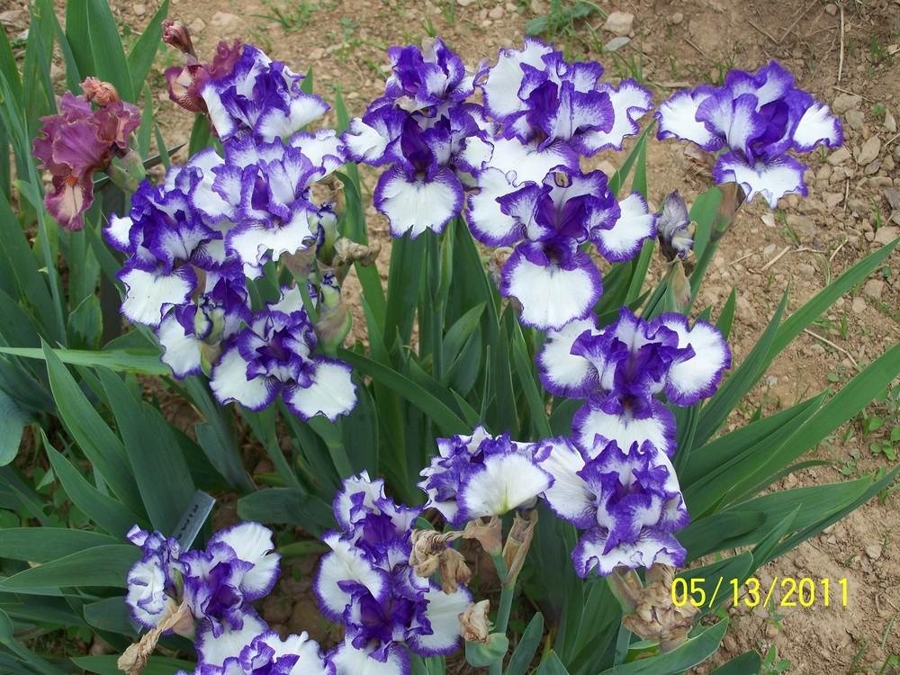 Photo of Intermediate Bearded Iris (Iris 'Rimaround') uploaded by Misawa77