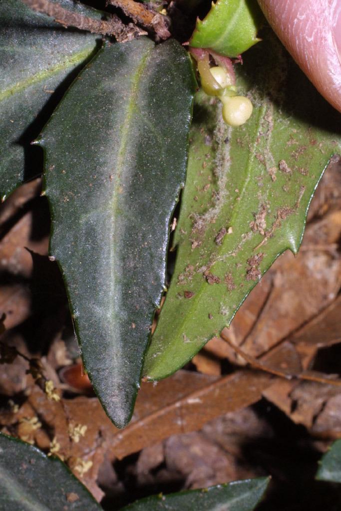 Photo of Spotted Wintergreen (Chimaphila maculata) uploaded by SongofJoy