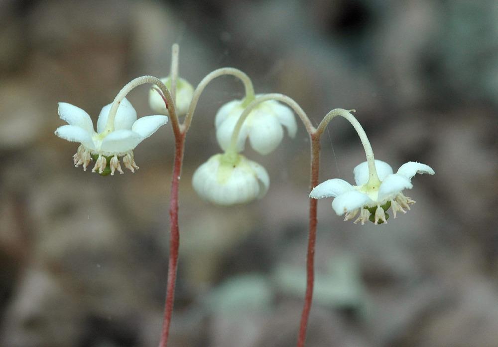 Photo of Spotted Wintergreen (Chimaphila maculata) uploaded by SongofJoy