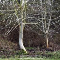 Location: Nature reserve, Gent, Belgium
Date: 2013-01-10
Young trees have a smooth pale bark.