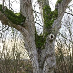 Location: Nature reserve, Gent, Belgium
Date: 2013-01-10
Old tree.