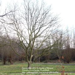 Location: Nature reserve, Gent, Belgium
Date: 2013-01-10