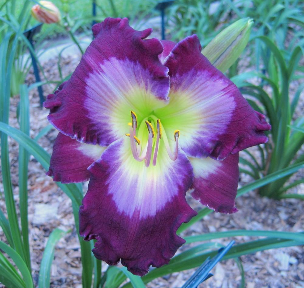 Photo of Daylily (Hemerocallis 'Ghosts and Goblins') uploaded by geno