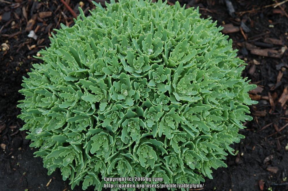 Photo of Stonecrop (Hylotelephium 'Thundercloud') uploaded by valleylynn