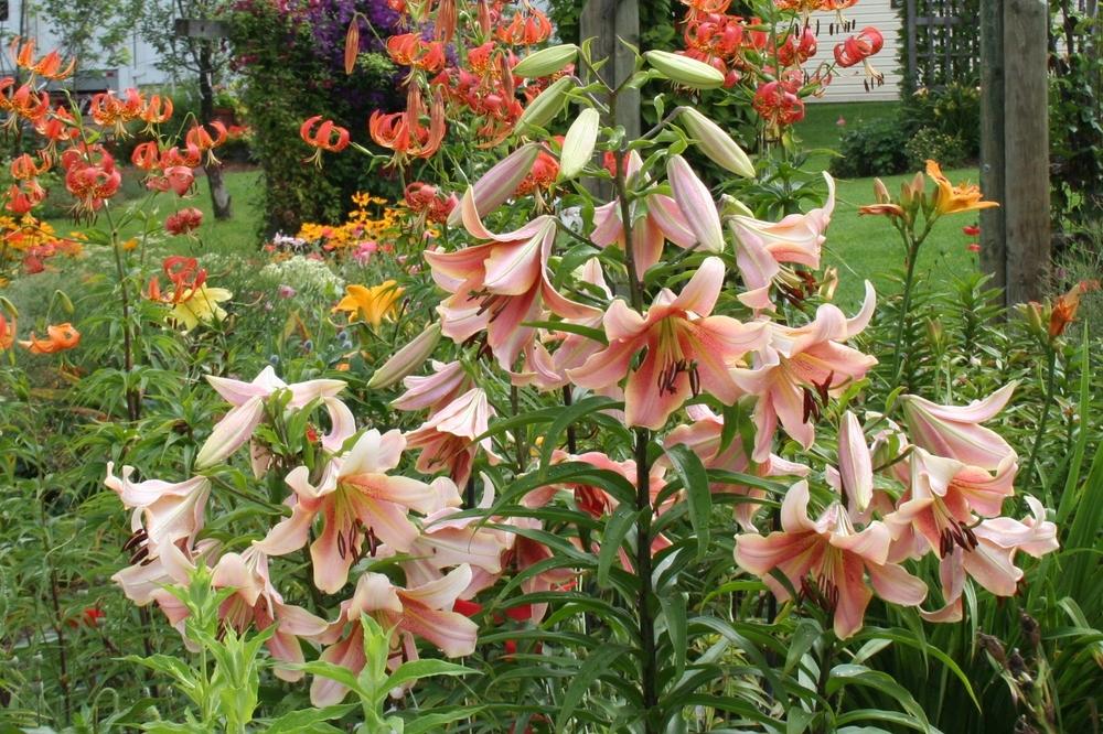 Photo of Lily (Lilium 'Red Hot') uploaded by 4susiesjoy