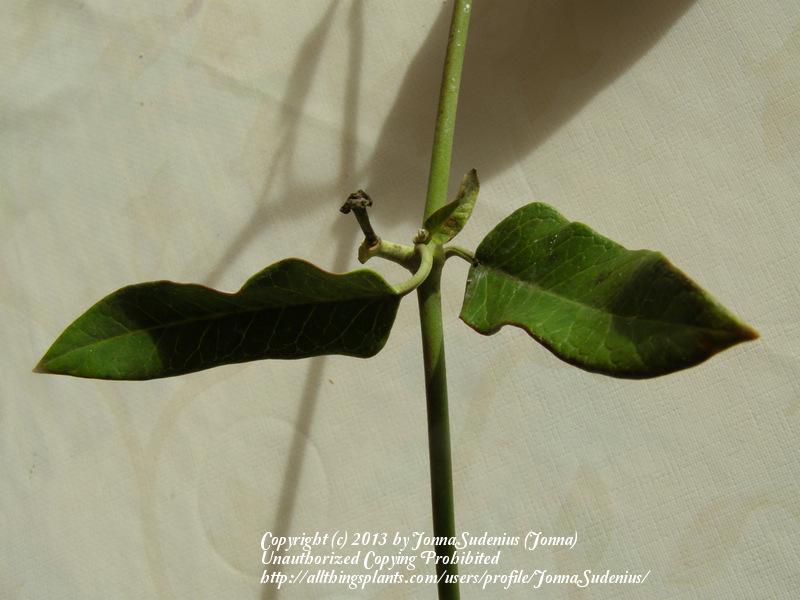 Photo of Moth Plant (Araujia sericifera) uploaded by JonnaSudenius