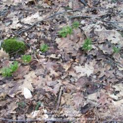 Location: Shenipsit State Forest, CT z6a
Date: 2011-04-13
L. obscurum on right