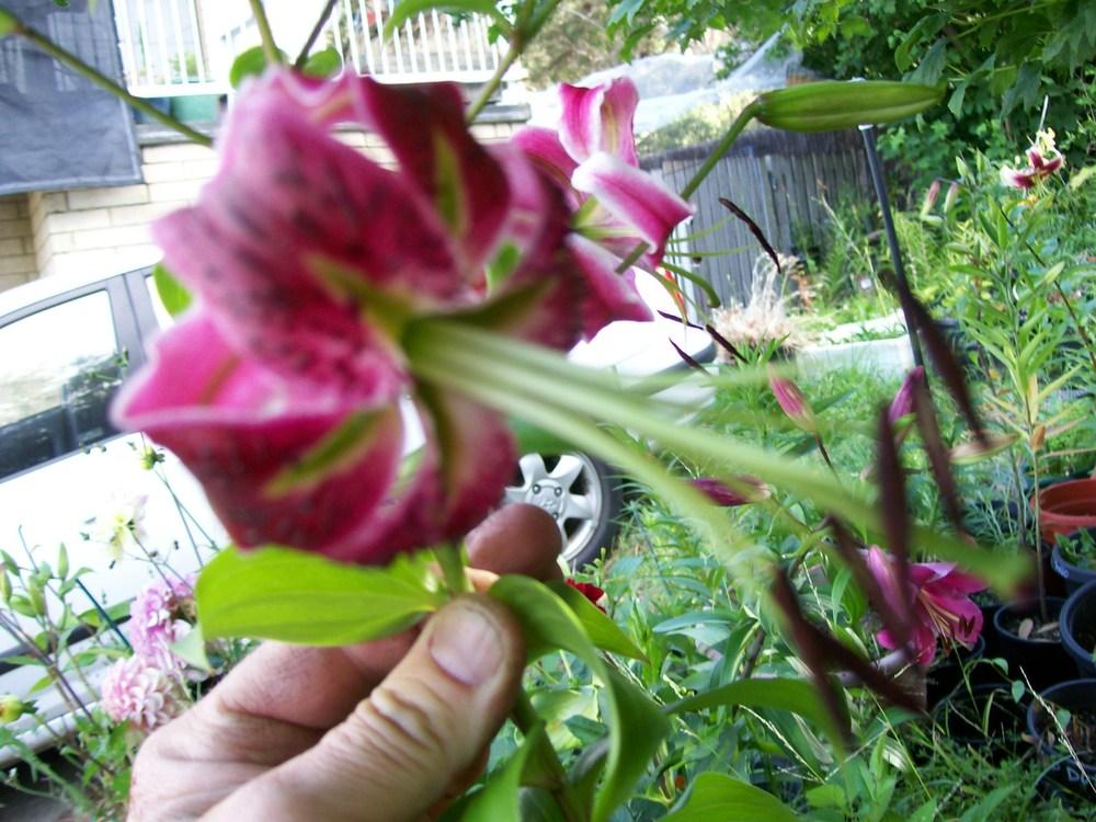 Photo of Lily (Lilium 'Black Beauty') uploaded by gwhizz