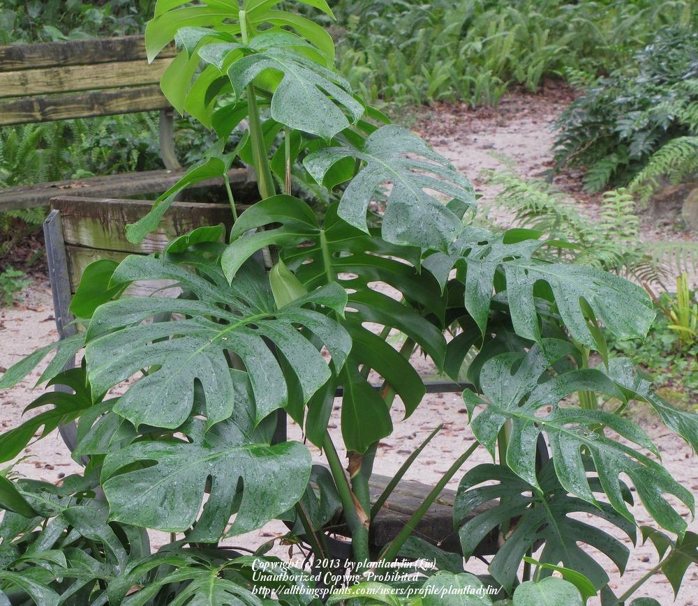 Photo of Split-Leaf Philodendron (Monstera deliciosa) uploaded by plantladylin