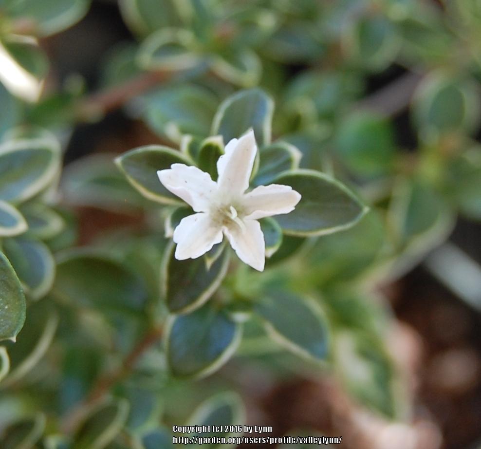 Photo of Snowrose (Buchozia japonica 'Variegata') uploaded by valleylynn