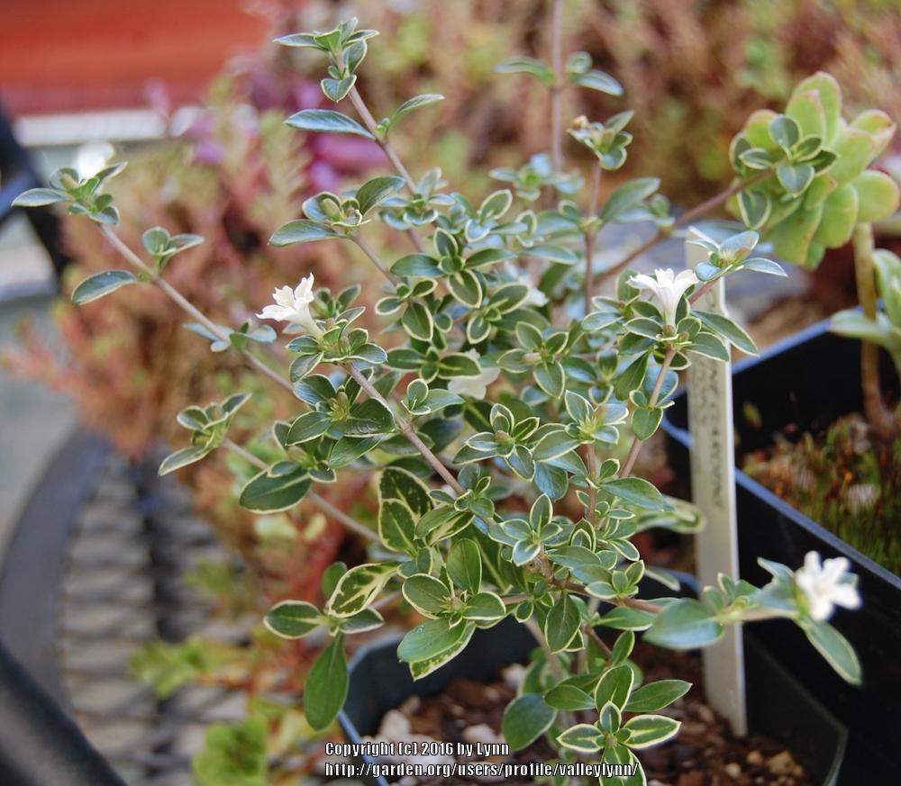 Photo of Snowrose (Buchozia japonica 'Variegata') uploaded by valleylynn