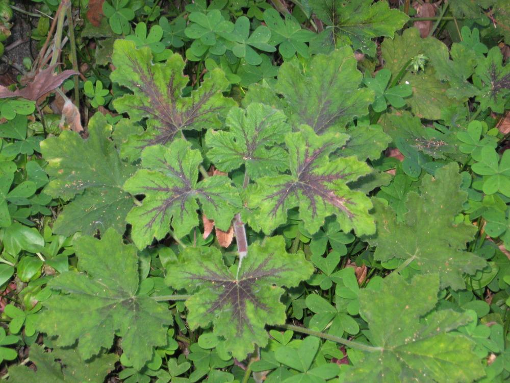 Photo of Peppermint-Scented Geranium (Pelargonium tomentosum 'Chocolate Mint') uploaded by wcgypsy