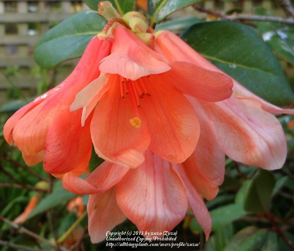 Photo of Rhododendron 'Trewithen Orange' uploaded by zuzu