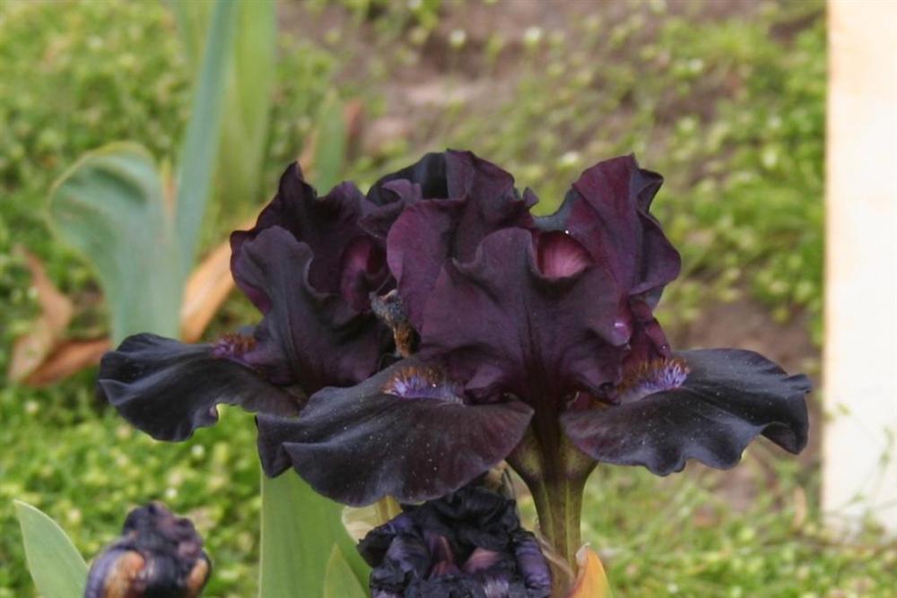 Photo of Standard Dwarf Bearded Iris (Iris 'Anubis') uploaded by KentPfeiffer