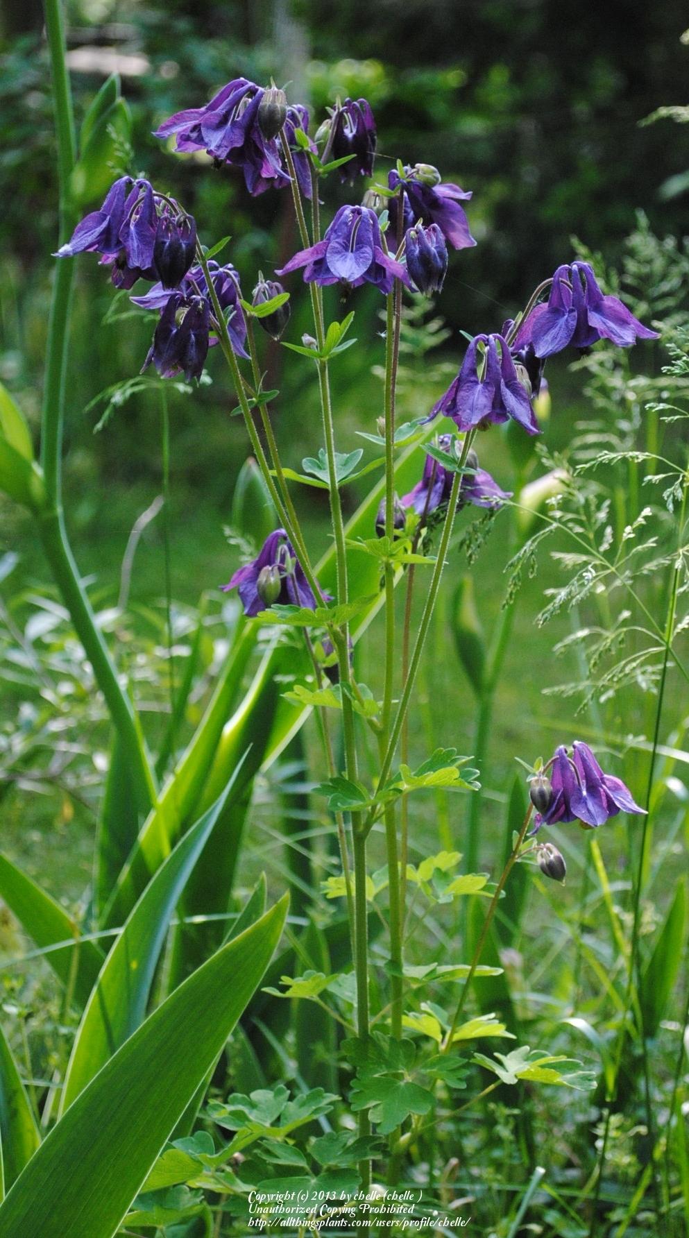 Photo of Columbines (Aquilegia) uploaded by chelle