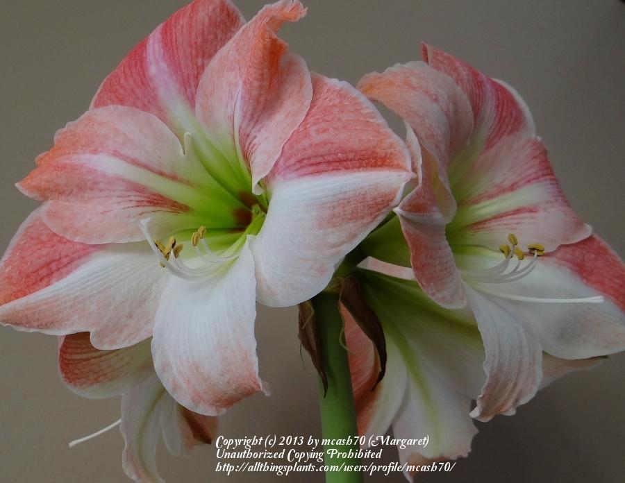 Photo of Amaryllis (Hippeastrum 'Apple Blossom') uploaded by mcash70