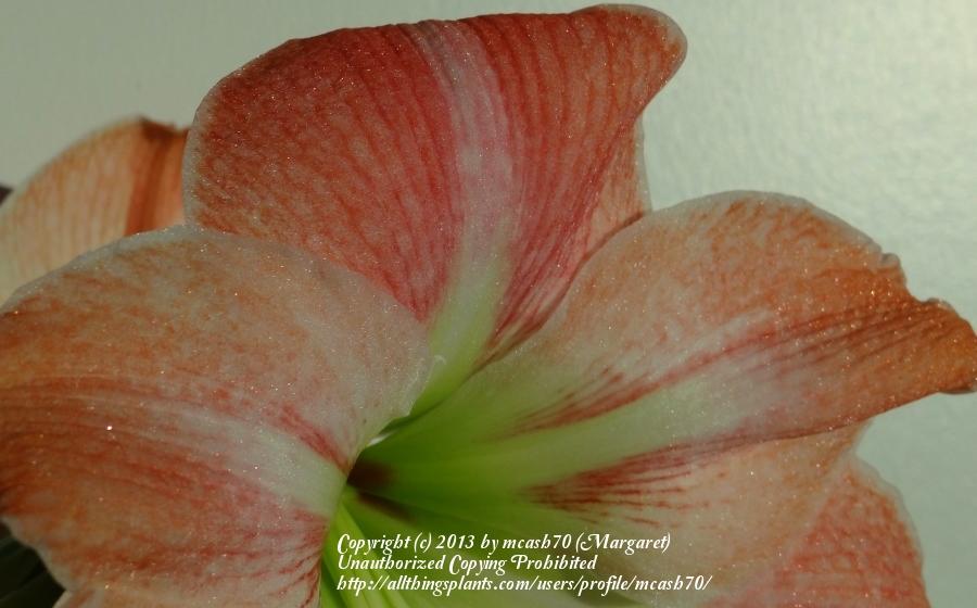 Photo of Amaryllis (Hippeastrum 'Apple Blossom') uploaded by mcash70
