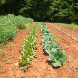 Location: MoonDance Farm, NC
Date: 2011-05-09
In the center of photo, a row of Chioggia beets, happily growing 