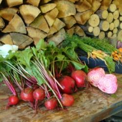 Location: MoonDance Farm, NC
Date: 2011-06-28
Fresh-dug Chioggia beets-- tops, roots, and sliced root showing t
